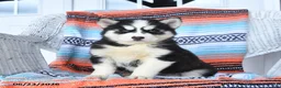 Siberian Husky dogs for sale: Sugar - Ad 1
