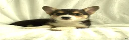 Welsh Corgi Pembroke dogs for sale: Diva - Ad 3