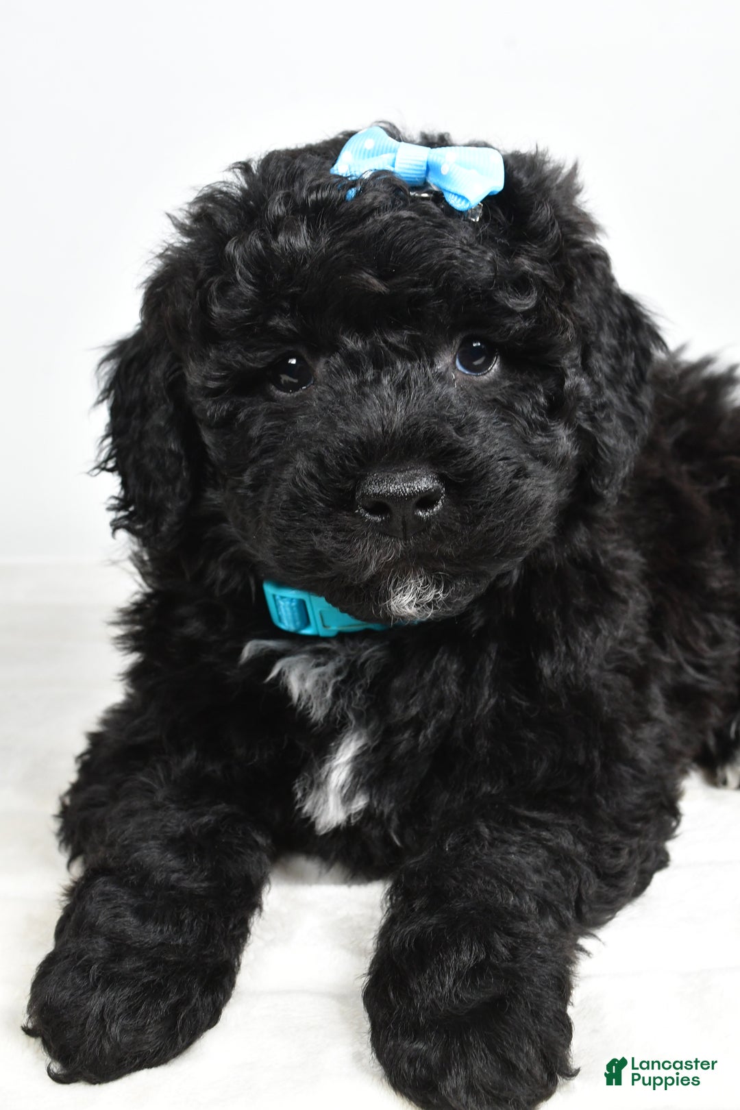 Mini Goldendoodle dogs for sale: Arthur - Ad 4