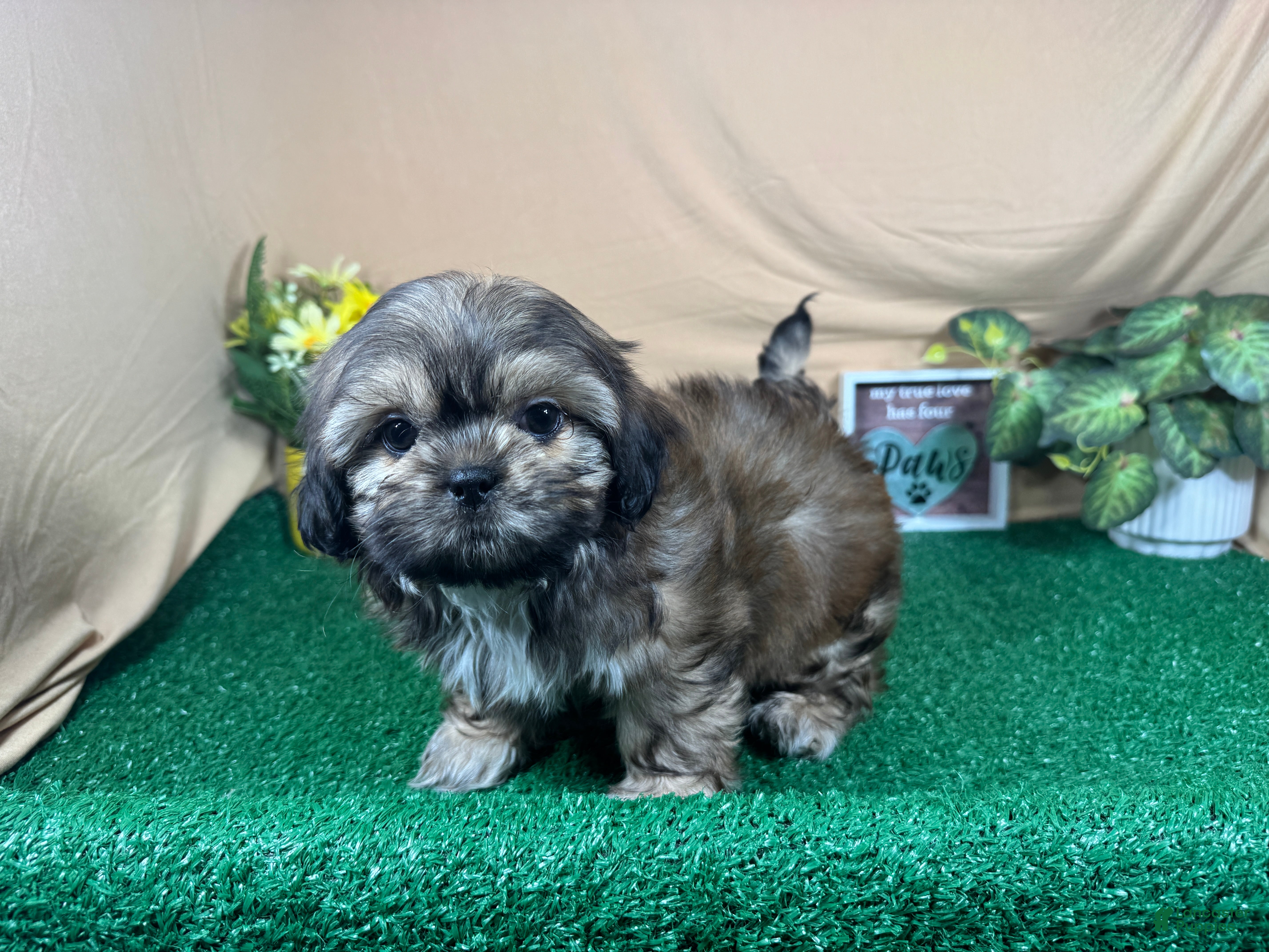 Shih Tzu dogs Shih Tzu 2 - Ad 9