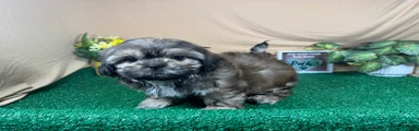 Shih Tzu 2