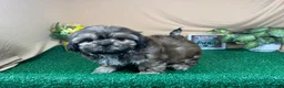 Shih Tzu dogs for sale: Shih Tzu 2 - Ad 1