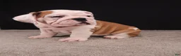 English Bulldog dogs for sale: Charlie  - Ad 27