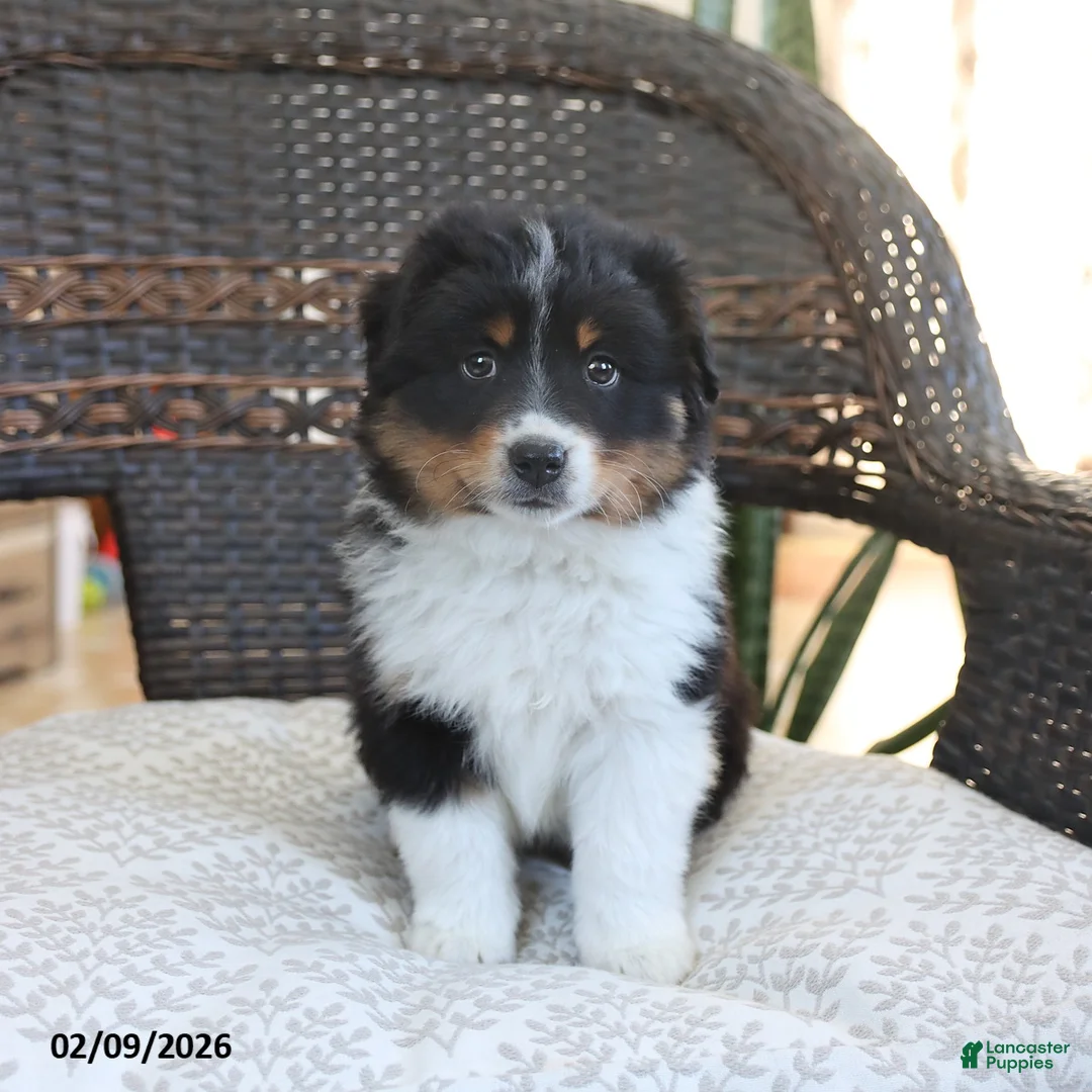 Miniature Australian Shepherd dogs for sale: Finley - Ad 3