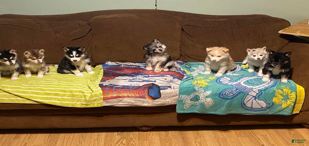 Gallery Image {{count}}