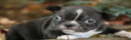 Boston Terrier dogs for sale: Carl Boston Terrier  - Ad 6