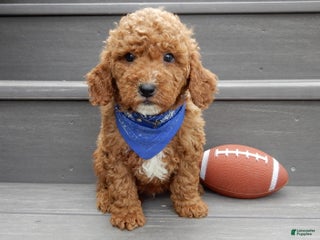 Mini Goldendoodle dogs Milo - Ad 24