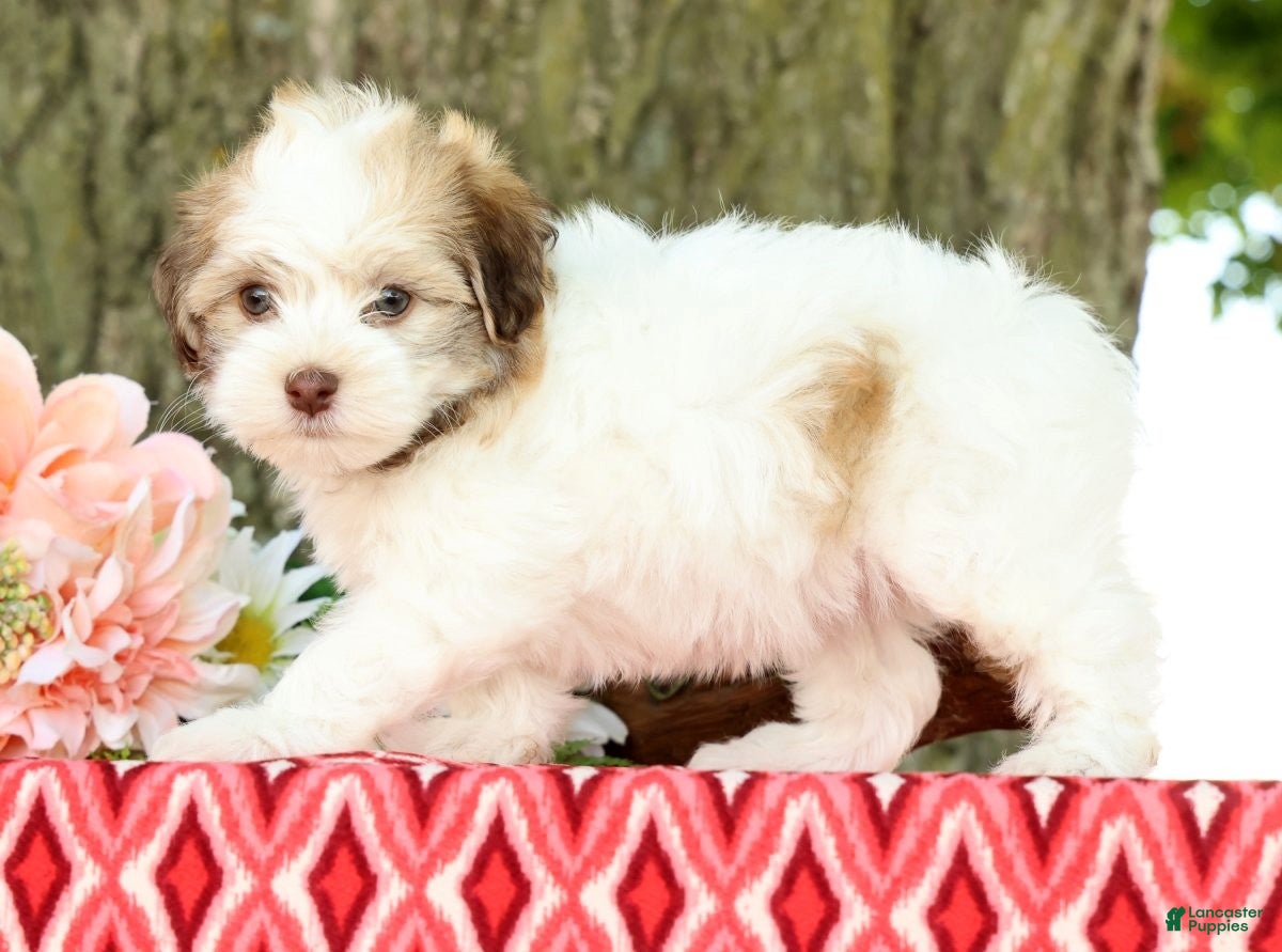 Havanese dogs for sale: Leeda - Ad 2