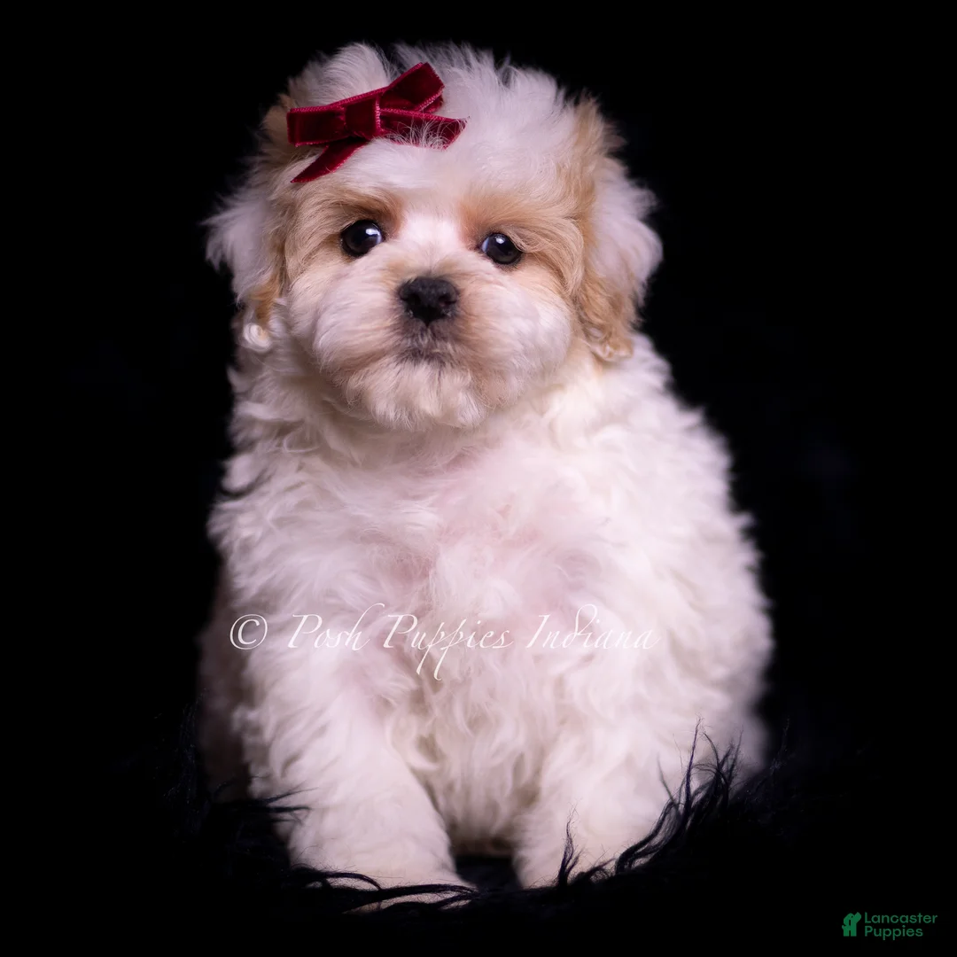 Maltipoo dogs for sale: Cardi - Ad 6