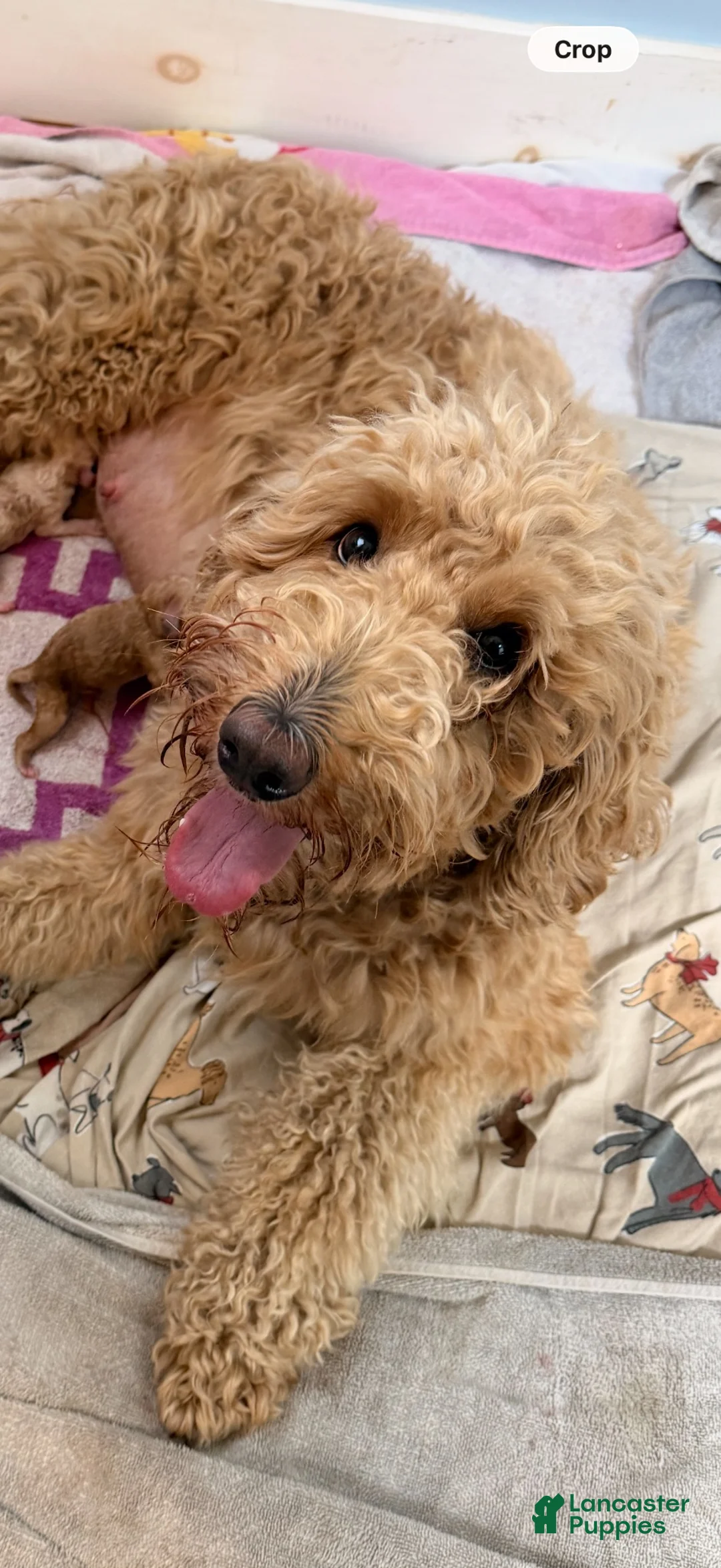 Goldendoodle dogs for sale: Willow  - Ad 2