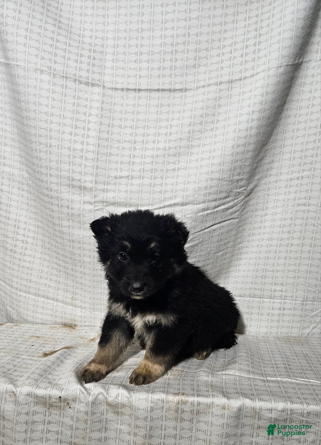 Mixed Breed dogs for sale: Sofia - Ad 6