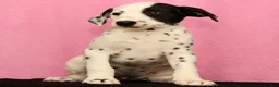Dalmatian dogs for sale: Jingle - Ad 9