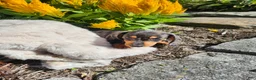 Miniature Dachshund dogs for sale: Remy  - Ad 22