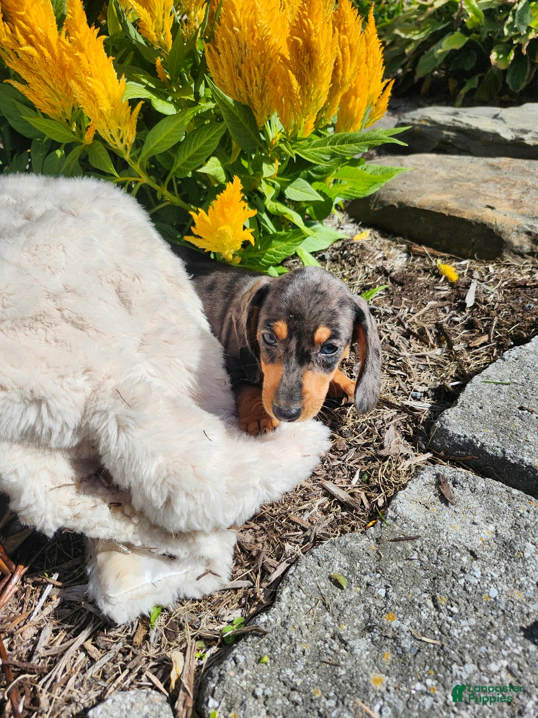 Miniature Dachshund dogs for sale: Remy  - Ad 22