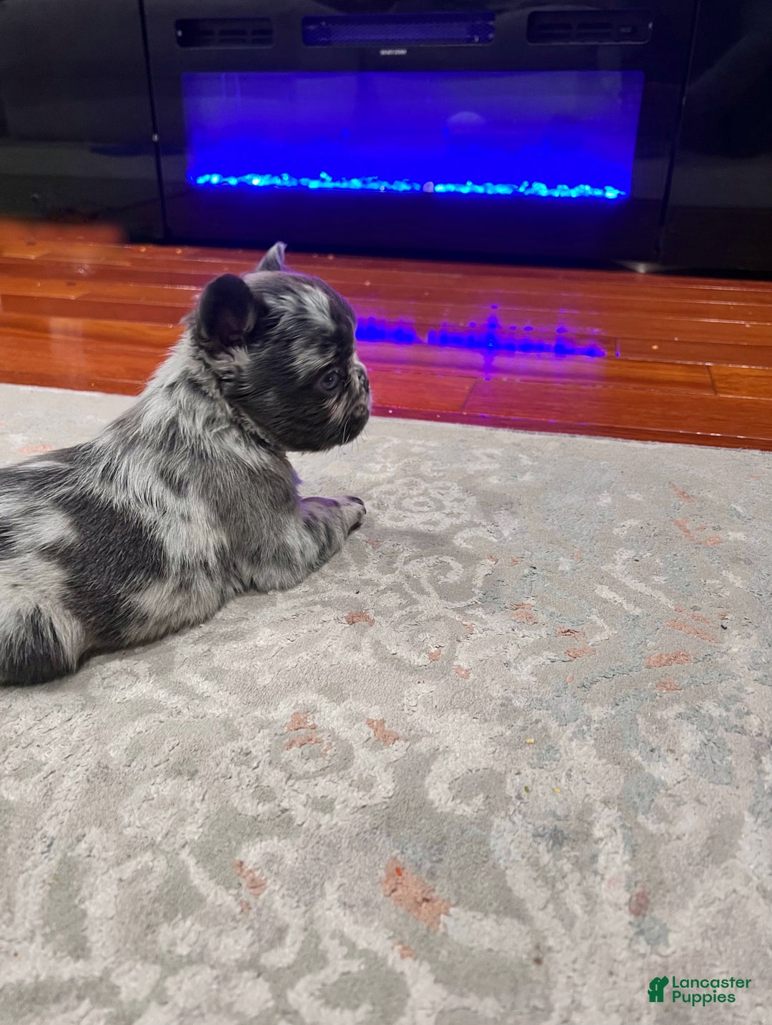 French Bulldog dogs for sale: French Bulldog Puppy 1 - Ad 3