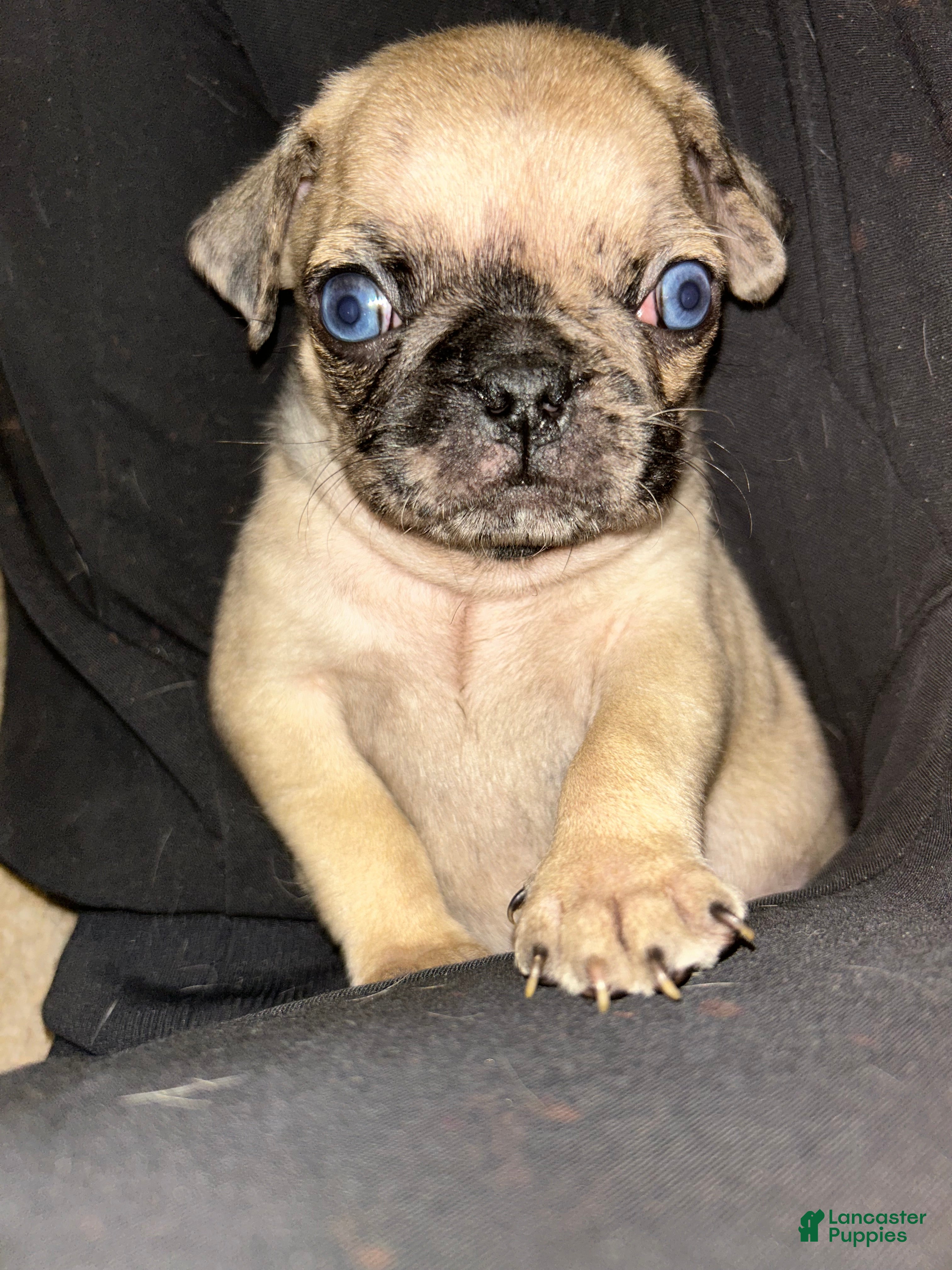 Pug dogs Pug Puppy 2 - Ad 42