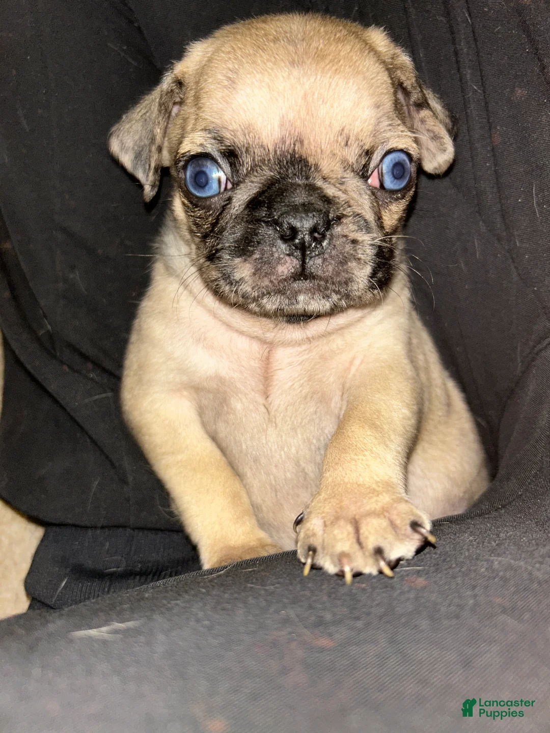 Pug dogs for sale: Pug Puppy 2 - Ad 1