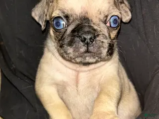 Pug dogs Pug Puppy 2 - Ad 18