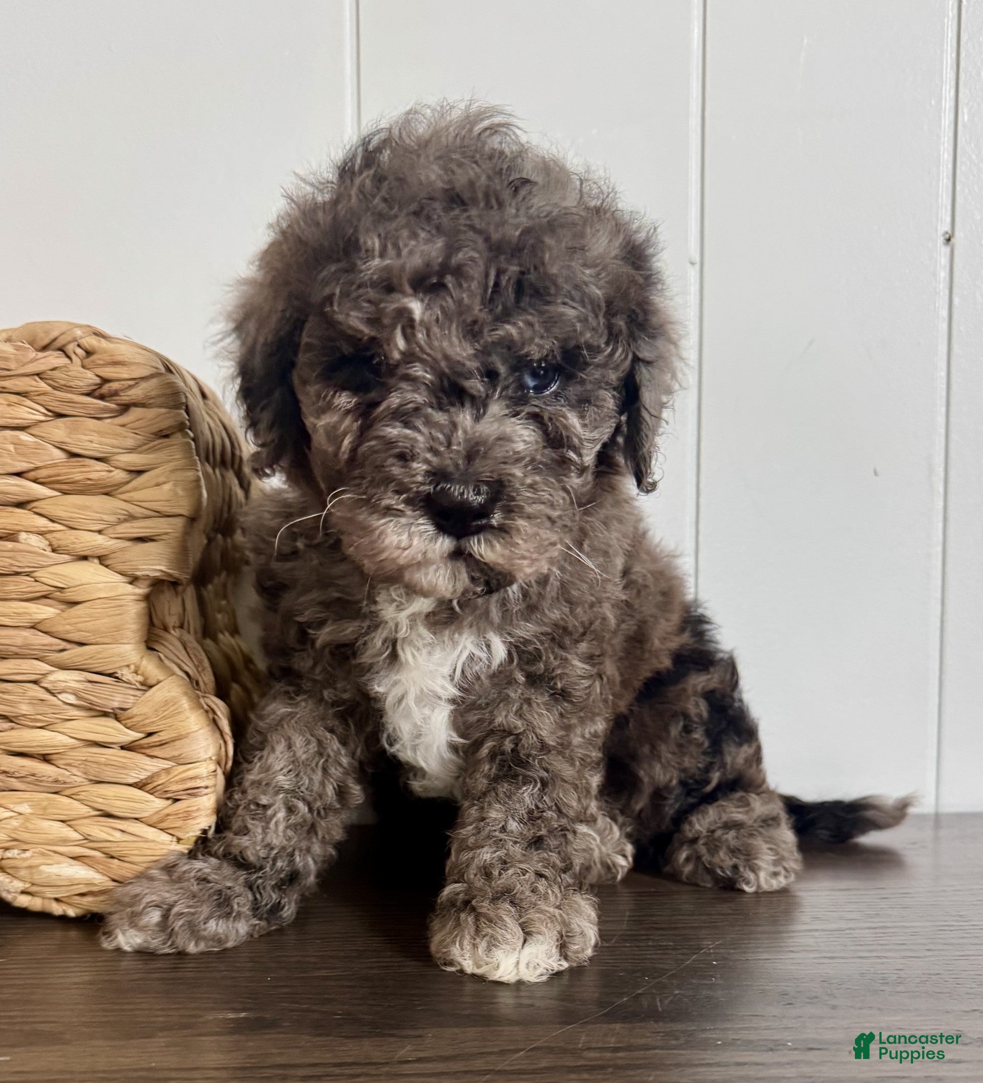 Cavapoochon dogs Theo - Ad 2