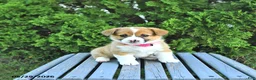 Welsh Corgi Pembroke dogs for sale: Beverly - Ad 1