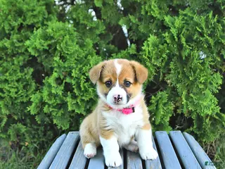 Welsh Corgi Pembroke dogs for sale: Beverly - Ad 1