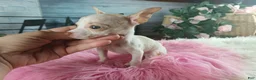 Chihuahua dogs for sale: Micro Teacup white female. Hand Delivery  - Ad 7