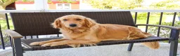 Golden Retriever dogs for sale: Gabriella - Ad 7