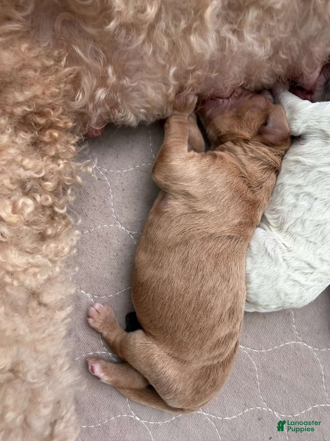 Mixed Breed dogs for sale: Bunny - Ad 1