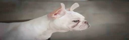 French Bulldog dogs for sale: Snoopy 🐶 - Ad 9