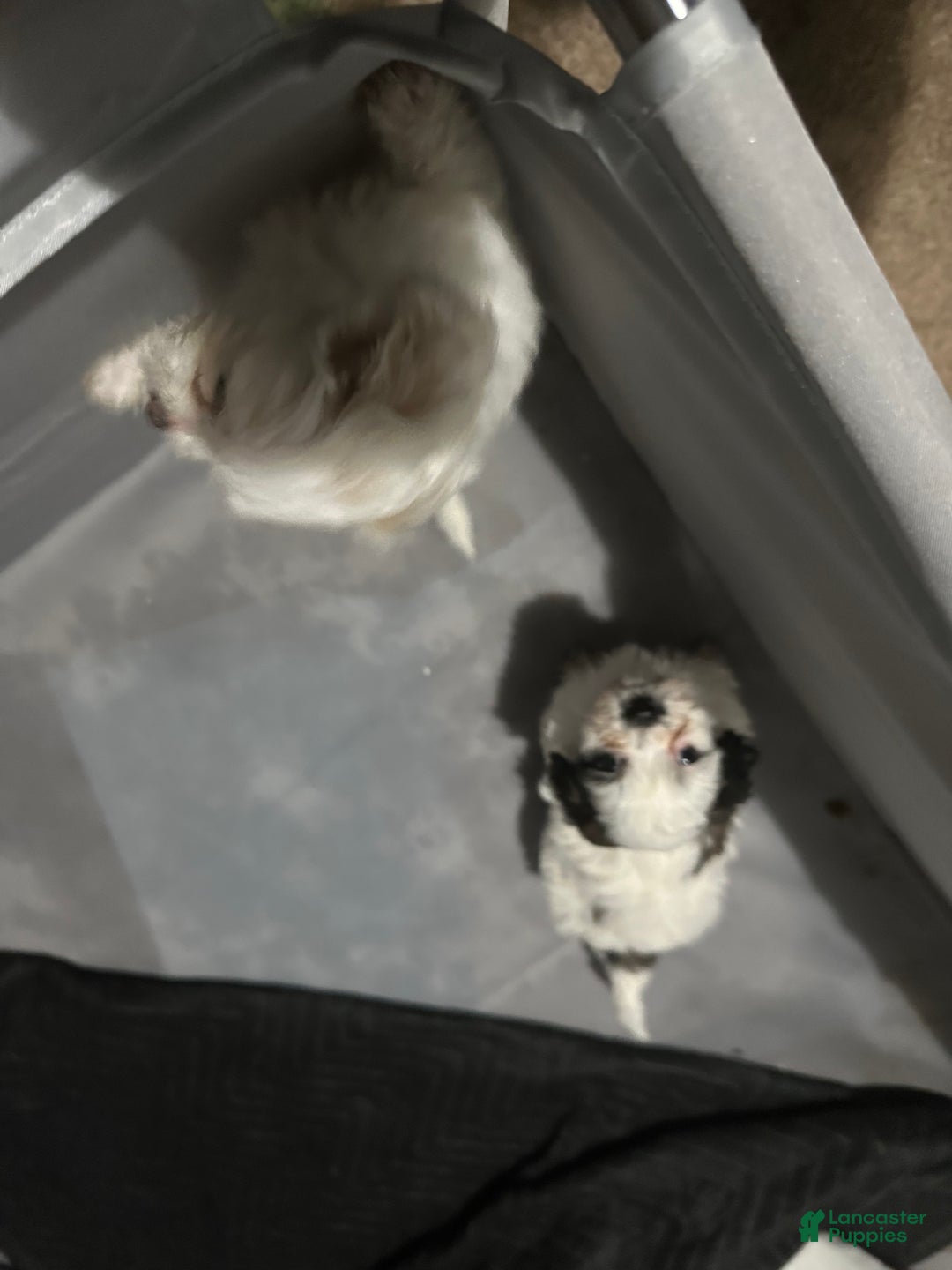 Shihpoo dogs for sale: Shihpoo Puppy 2 - Ad 5