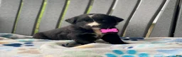 Mixed Breed dogs for sale: Sage - Ad 3