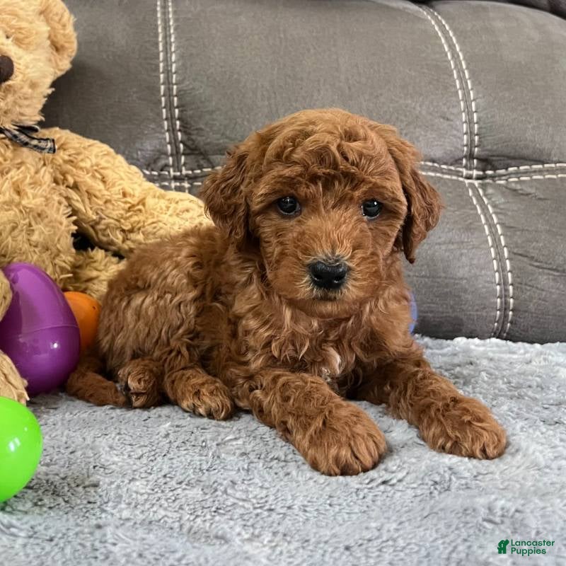 Mini Goldendoodle dogs Remy (Micro Mini Boy) - Ad 2