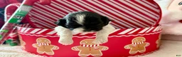 Shihpoo dogs for sale: Glinda  - Ad 7