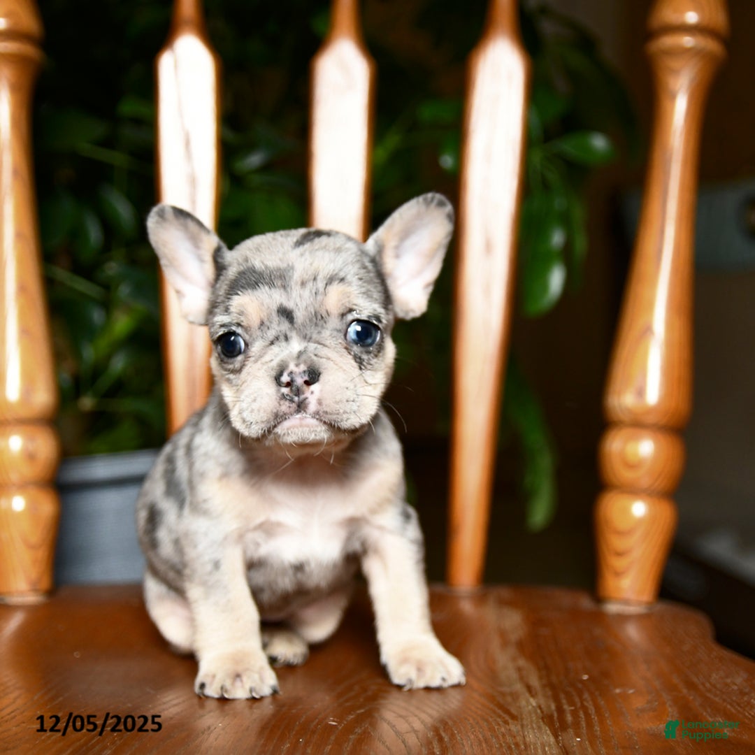 French Bulldog dogs for sale: Berry - Ad 3