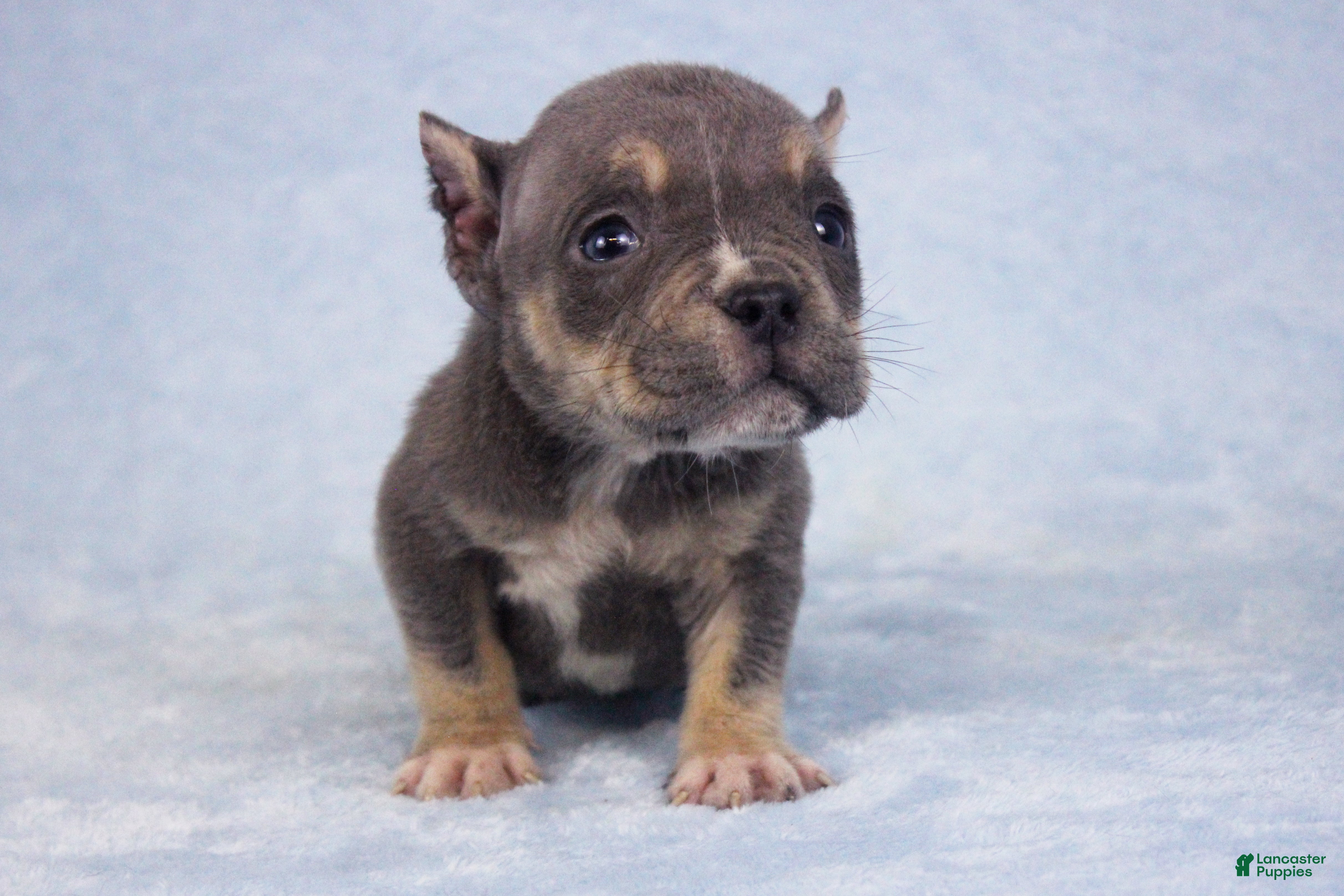 American Bully dogs Blue Tri Female - Ad 1