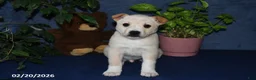 Mixed Breed dogs for sale: Bowser - Ad 5