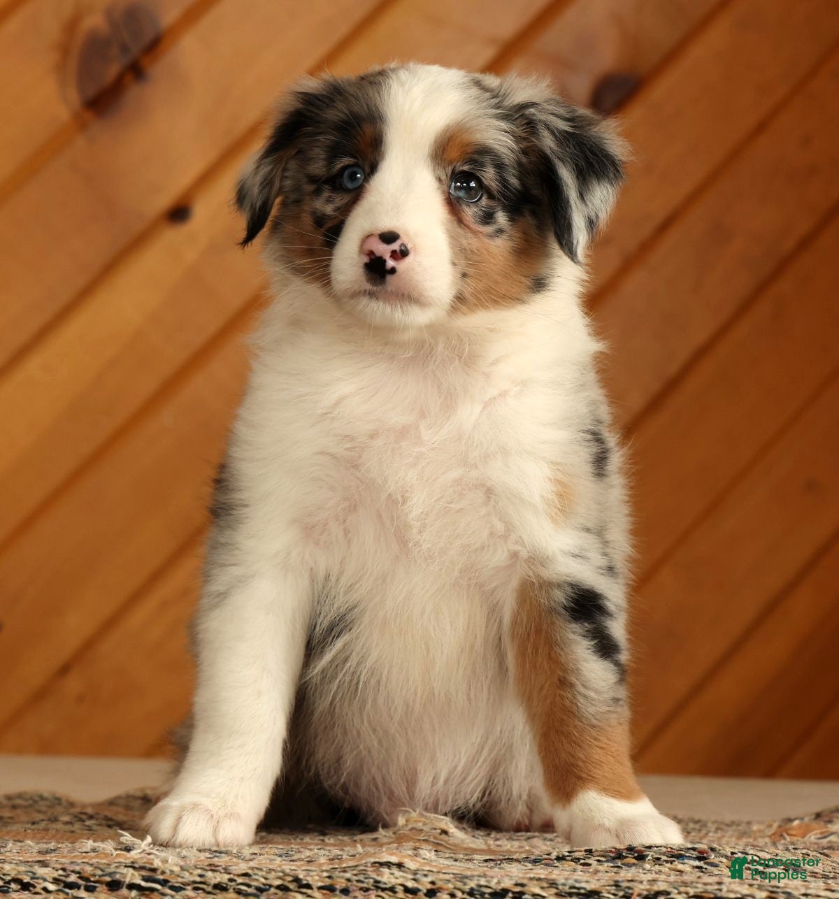 Australian Shepherd dogs Ted - Ad 2