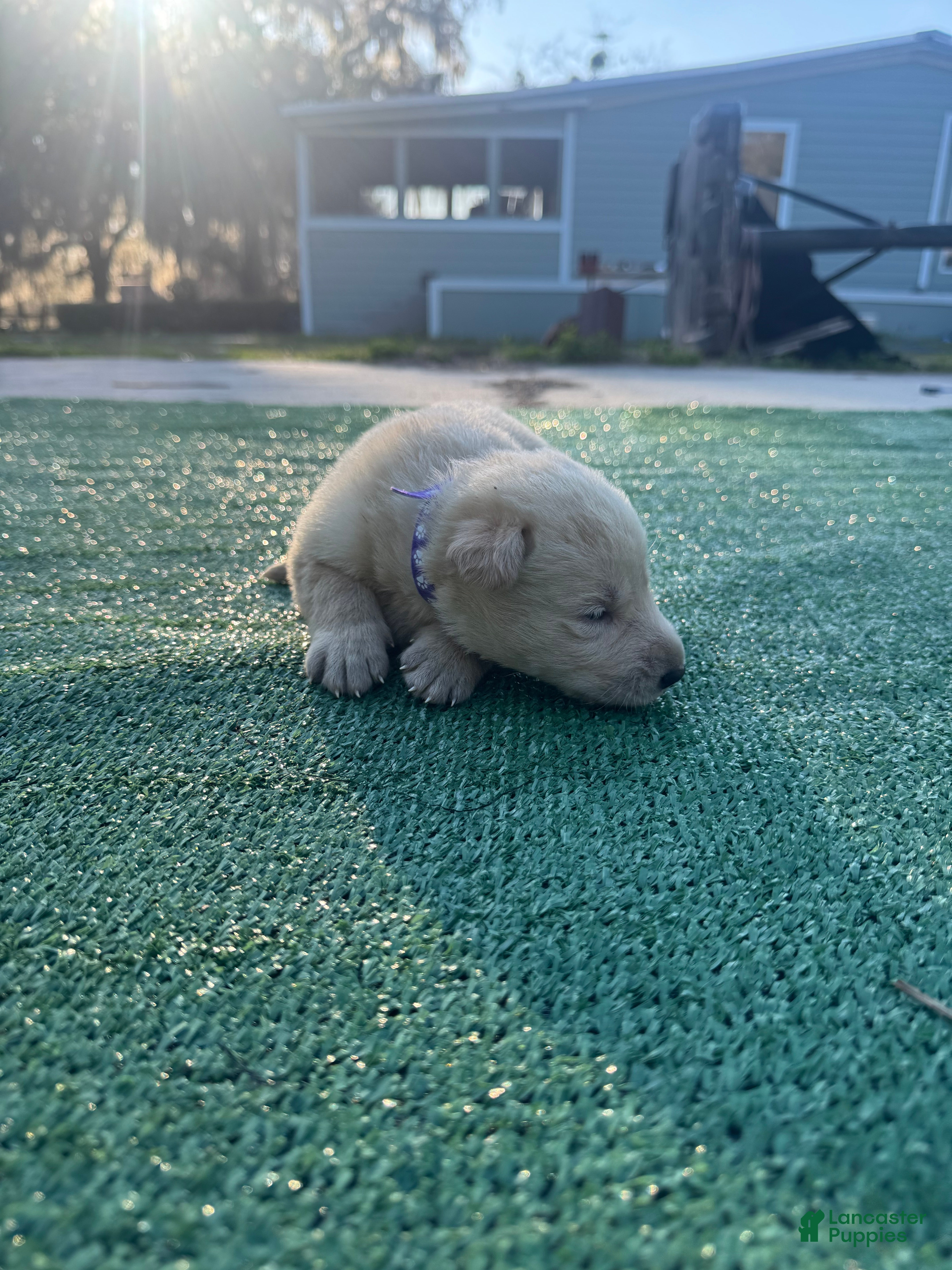 German Shepherd dogs German Shepherd Dark purple  - Ad 1