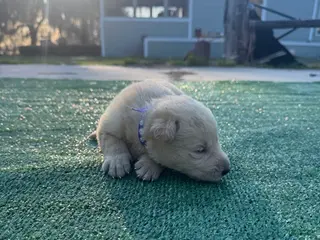 German Shepherd dogs for sale: German Shepherd Dark purple - Ad 3