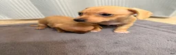 Chiweenie dogs for sale: Chiweenie 1 - Ad 2