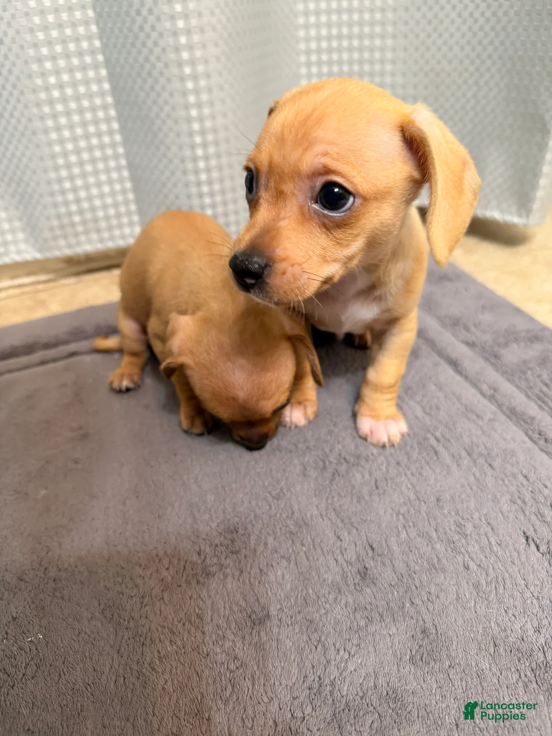Chiweenie dogs for sale: Chiweenie 1 - Ad 2