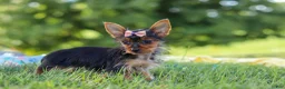 Yorkshire Terrier dogs for sale: Ellie - Ad 5