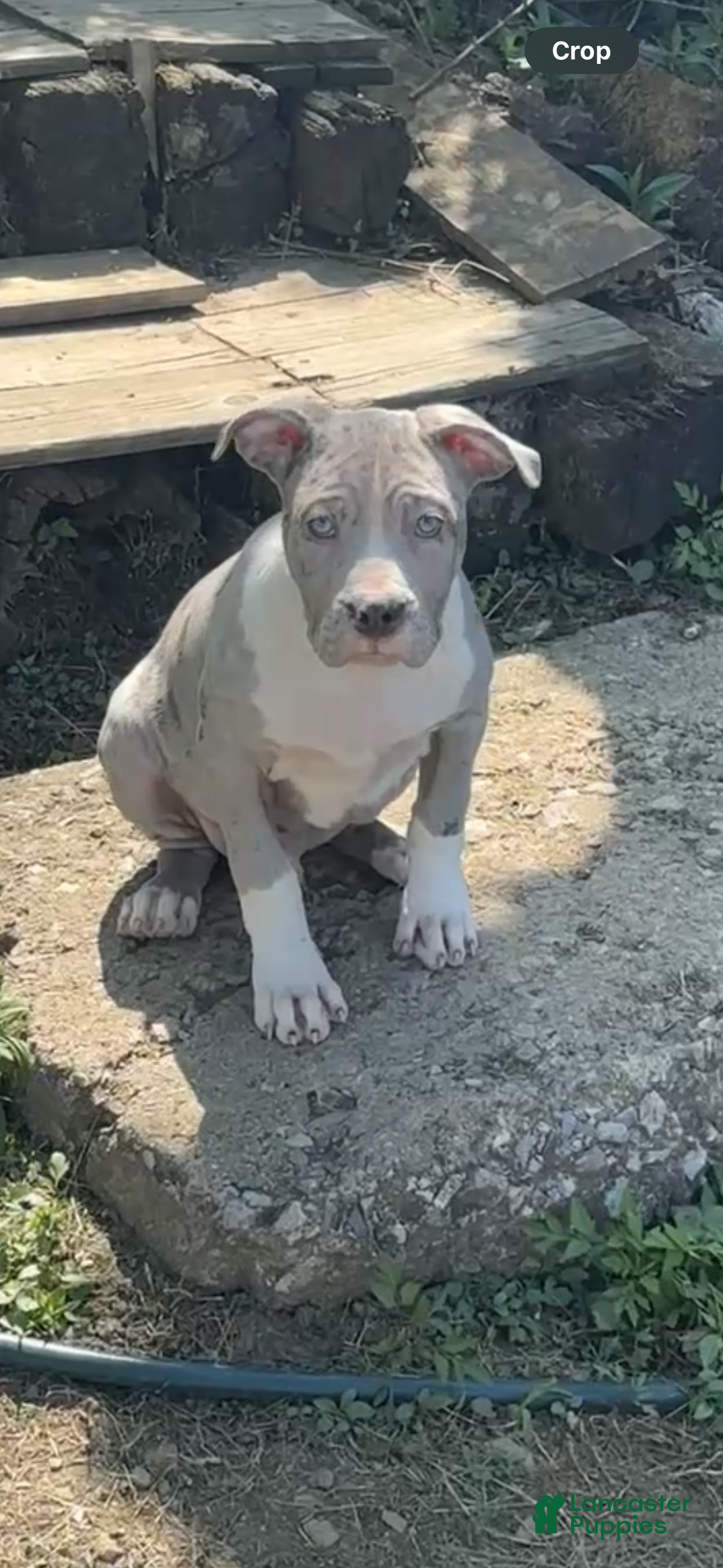 American Bully dogs for sale: American Bully Puppy 1 - Ad 4