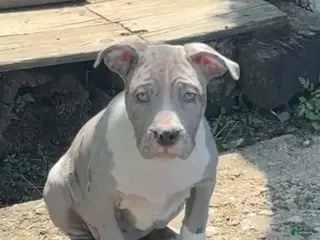 American Bully dogs for sale: American Bully Puppy 1 - Ad 4