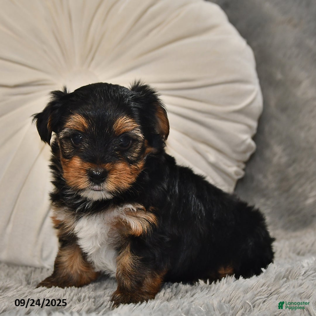Yorkshire Terrier dogs for sale: Winston - Ad 18