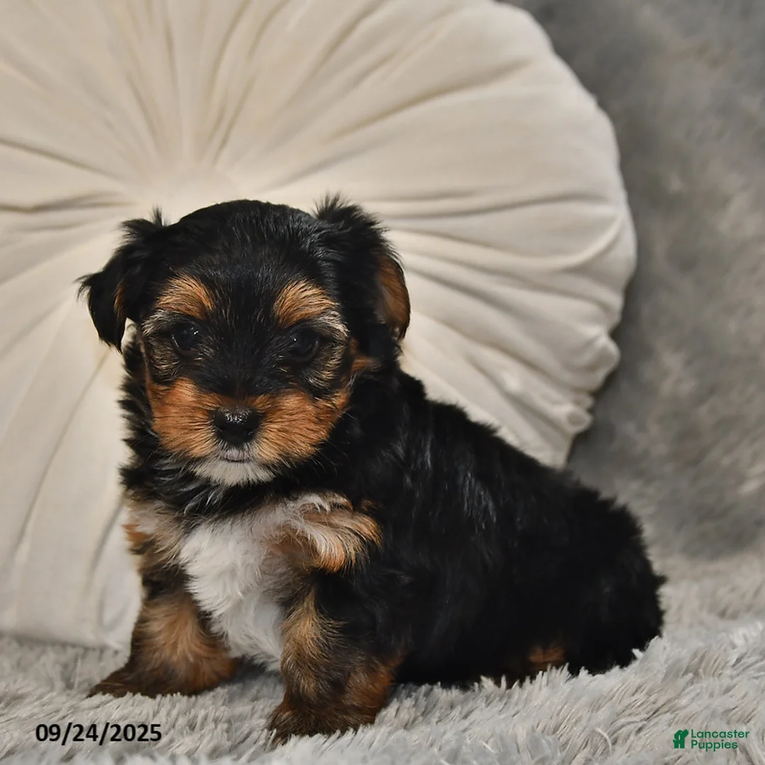 Yorkshire Terrier dogs for sale: Winston - Ad 18