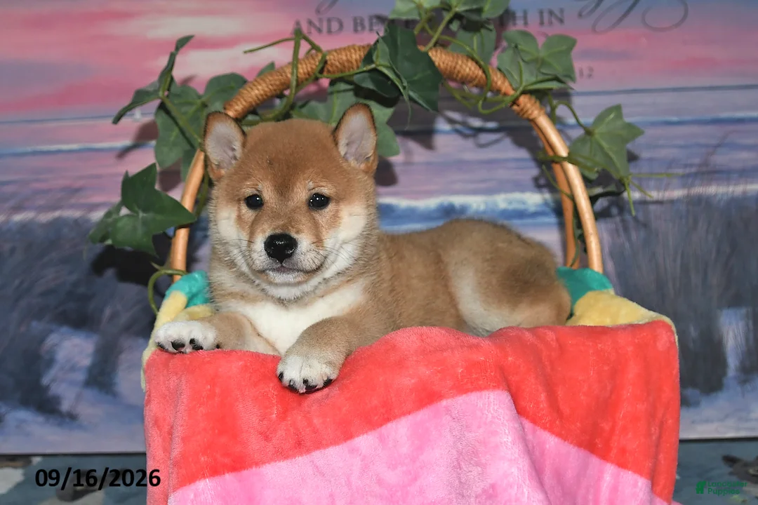 Shiba Inu dogs for sale: Kioshi - Ad 2