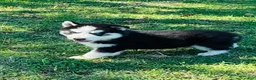 Siberian Husky dogs for sale: Hunter - Ad 9