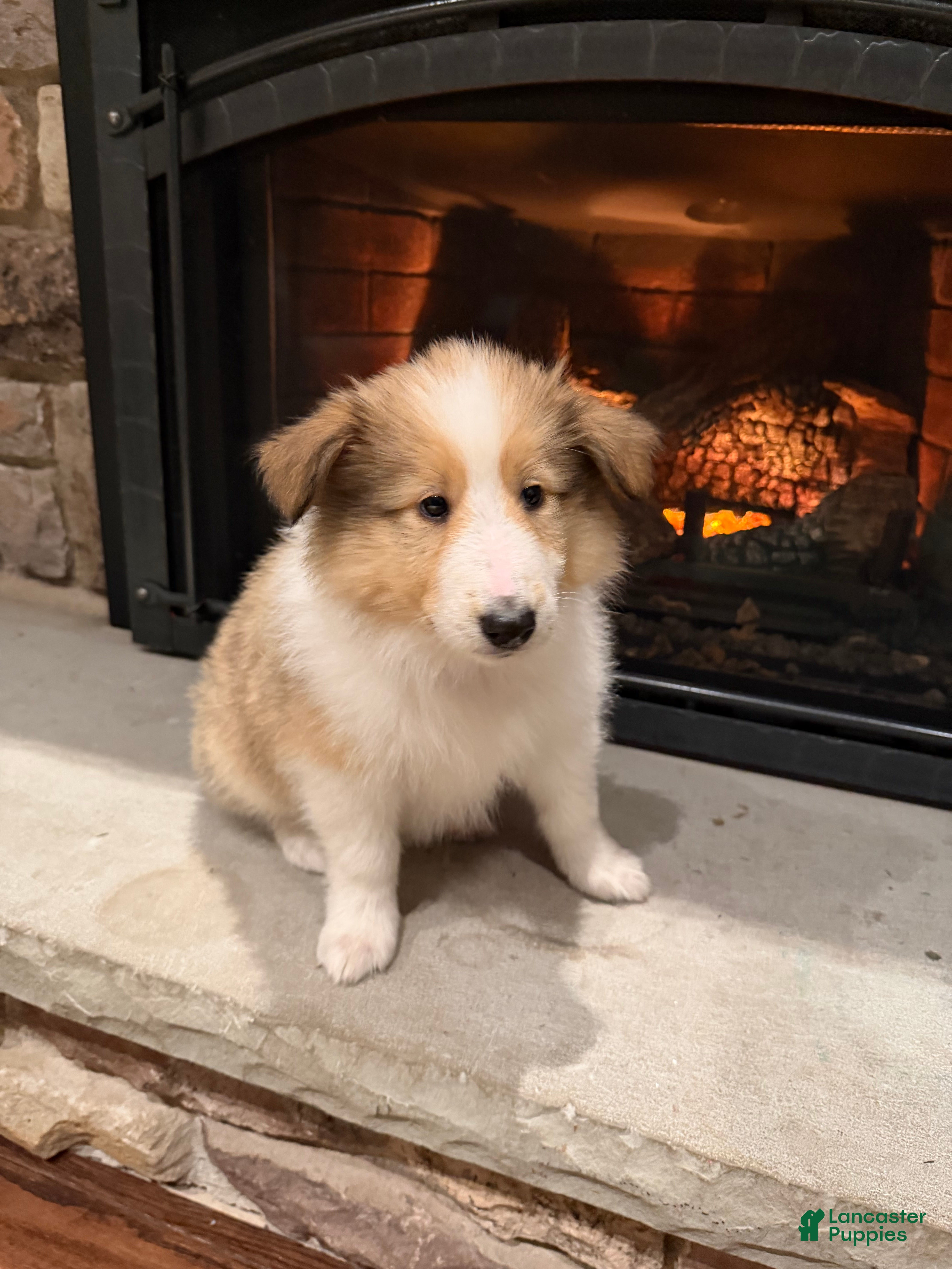 Collie dogs Collie Puppy 3 - Ad 20