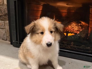 Collie dogs Collie Puppy 3 - Ad 12